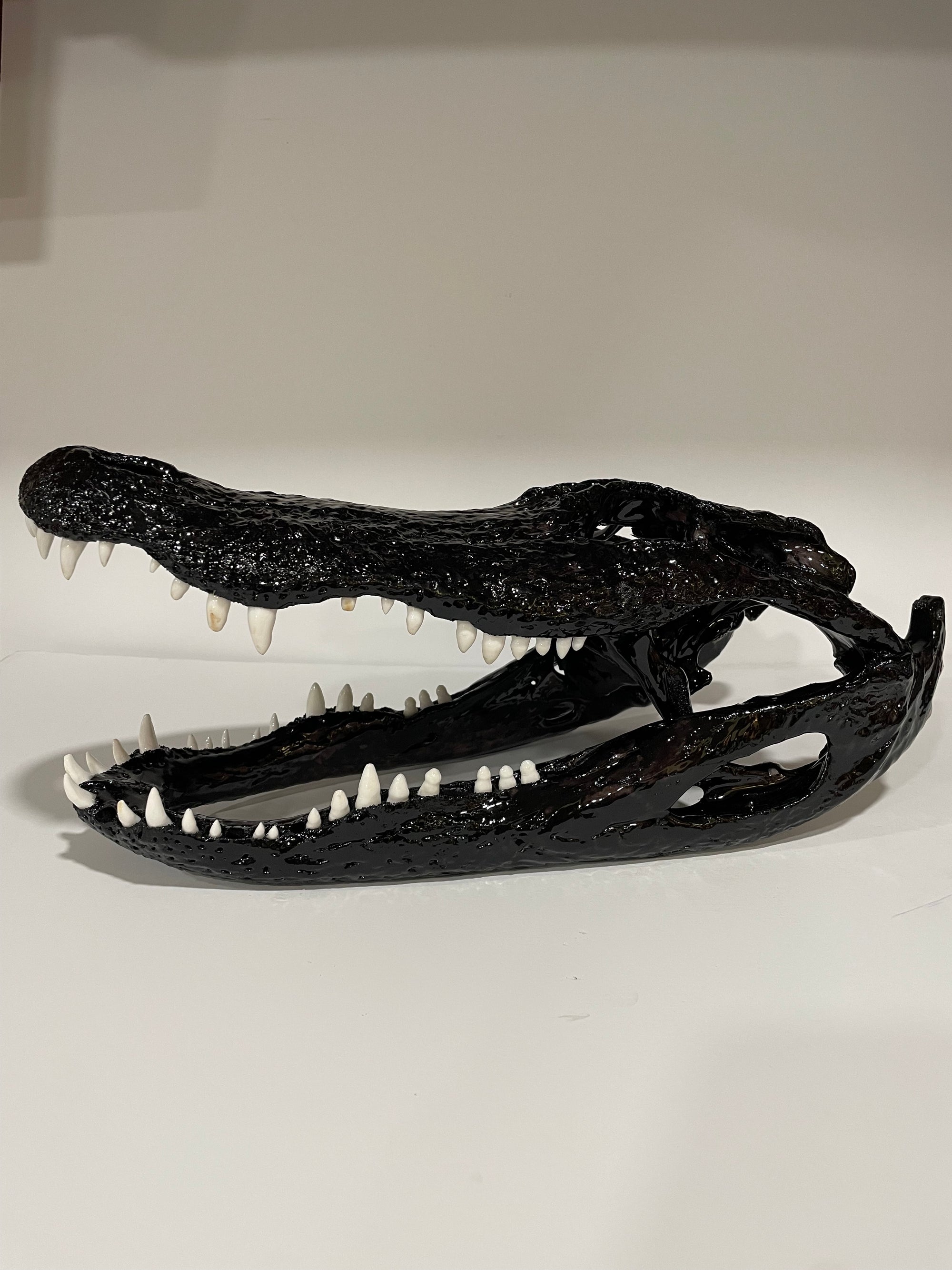 Alligator head black shiny finish 14x6.5x6.5