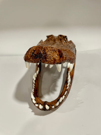 Alligator head brown 2 toned shiny finish 15.5x7x7