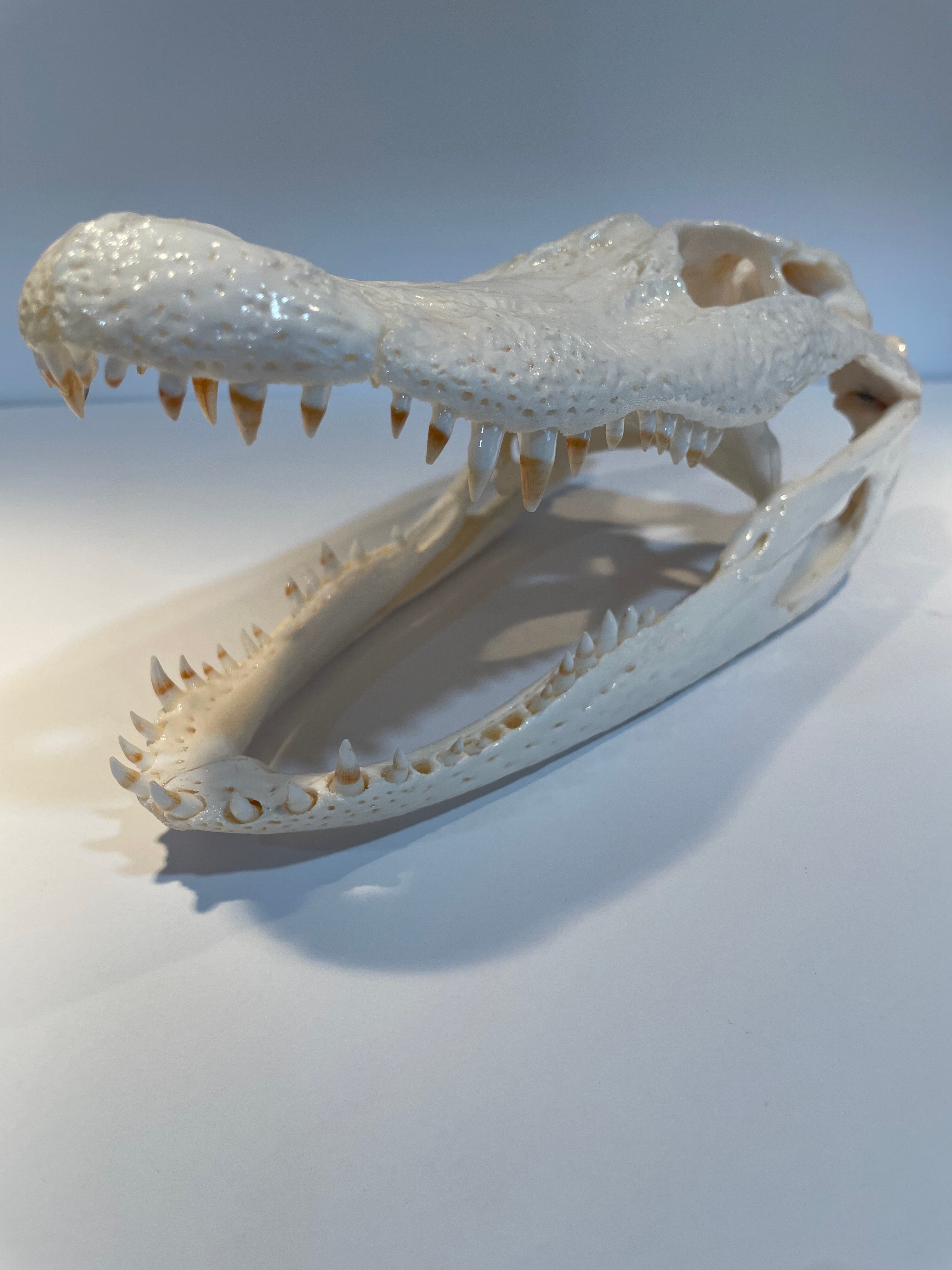 Alligator head white shiny finish with natural two-toned teeth 11x5x4.5