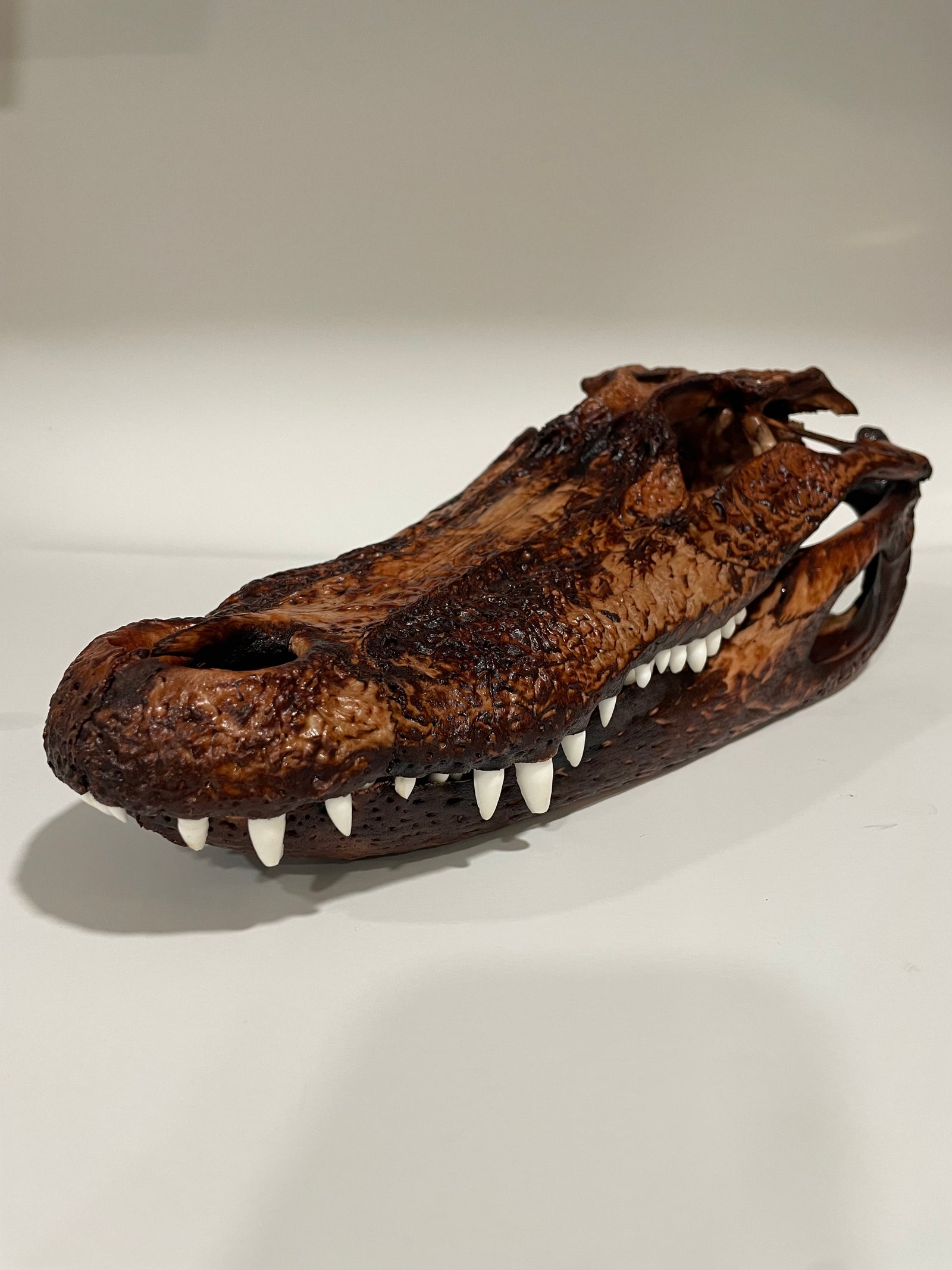 Alligator head brown dull finish closed mouth 15x7x5