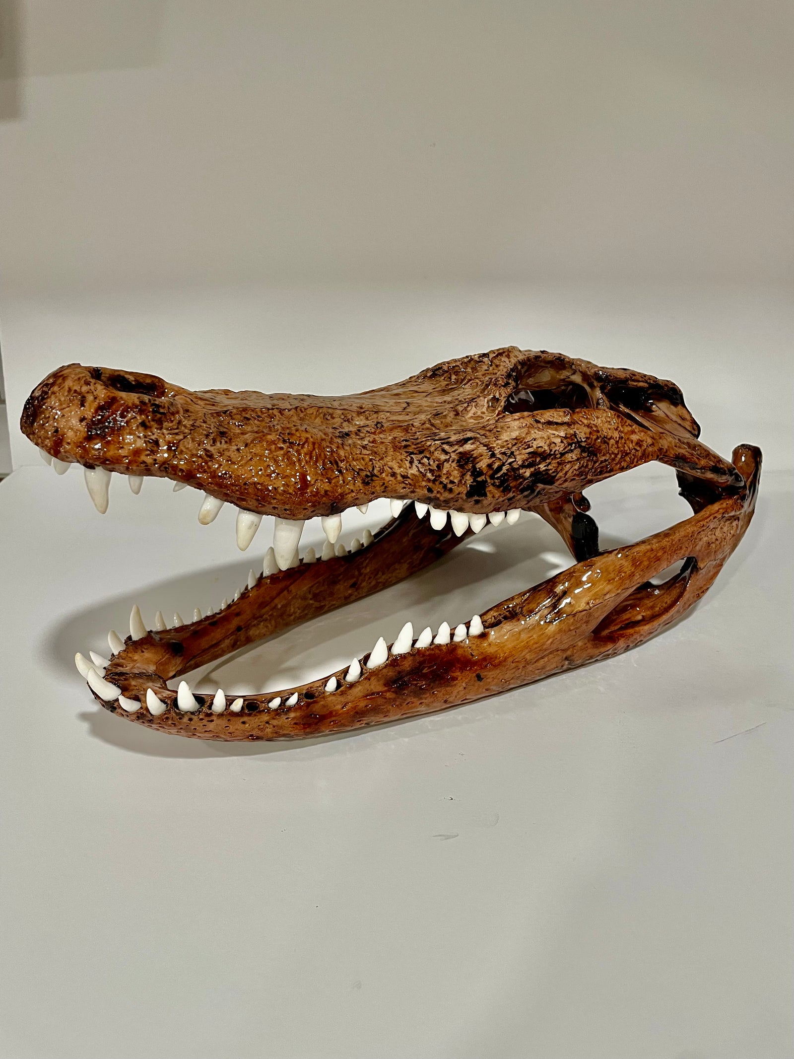 Alligator head brown 2 toned shiny finish 15.5x7x7