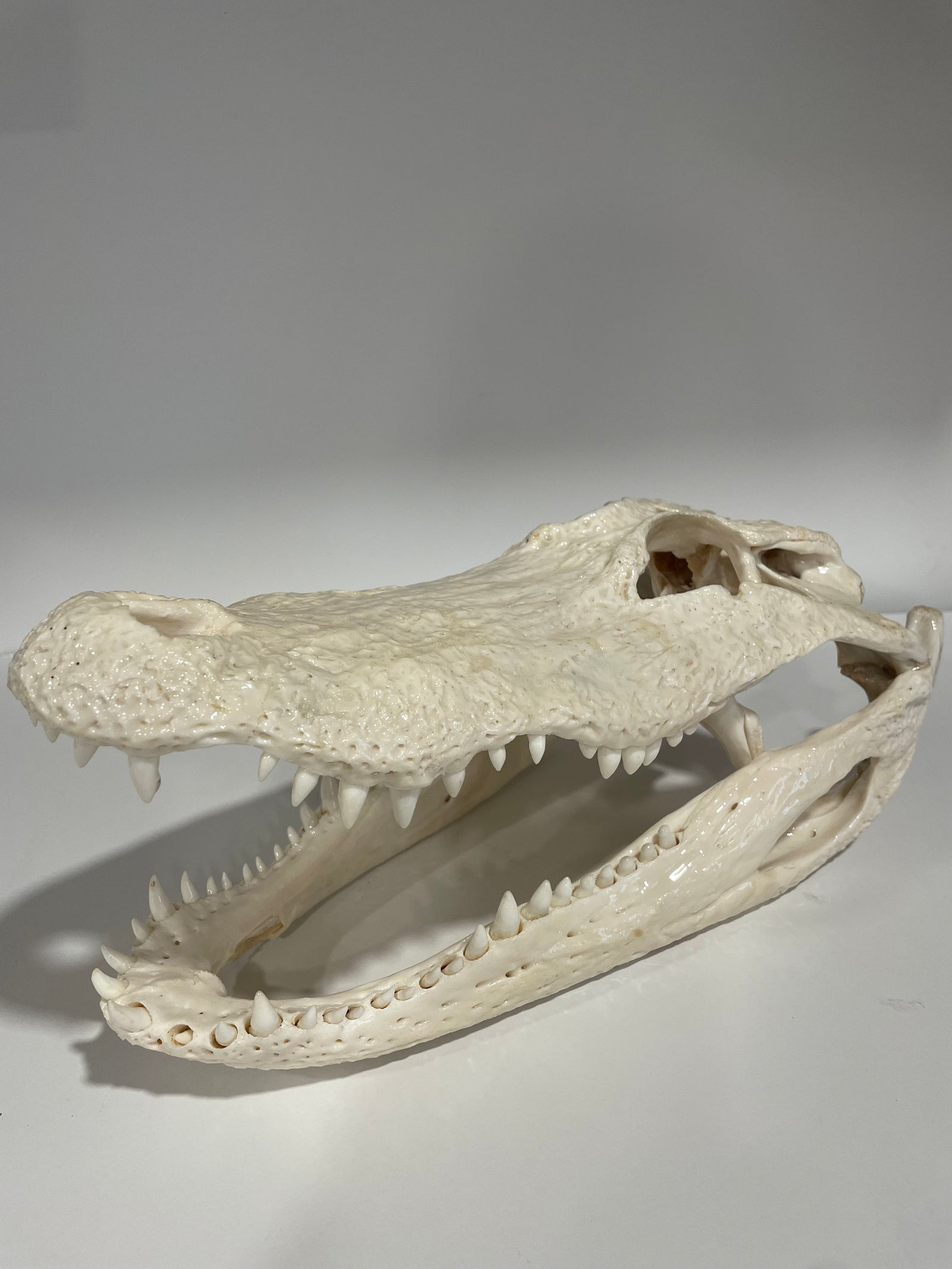 Alligator head white shiny finish 14x7x6