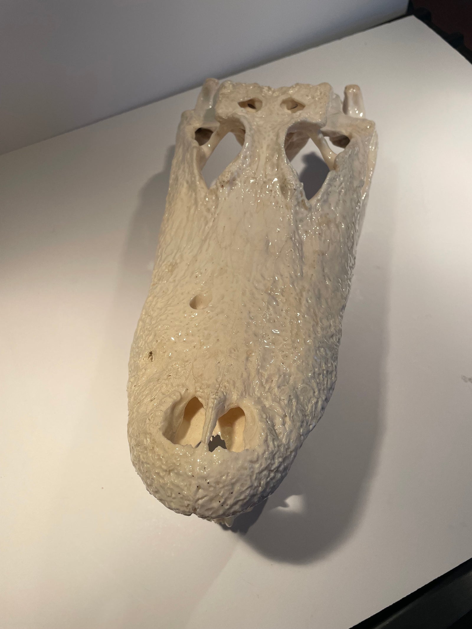 Alligator head white shiny finish 12x6x6