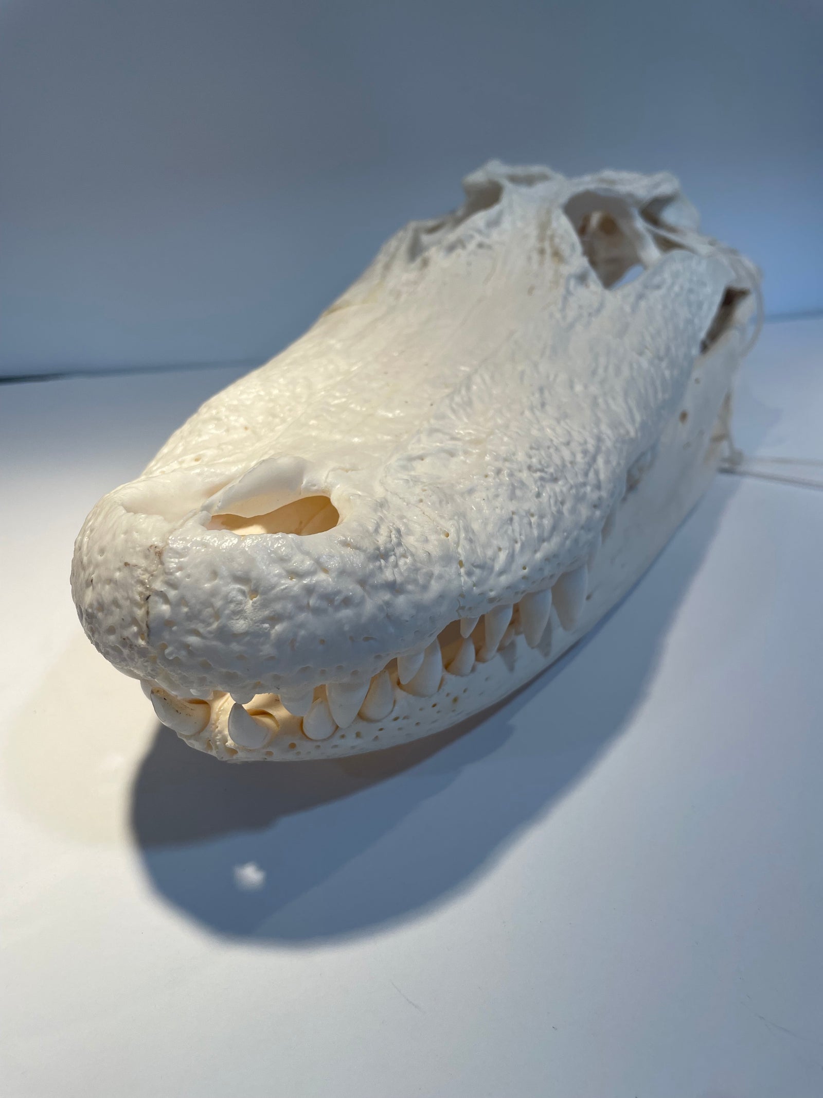 Alligator head white dull finish closed mouth  15x7x5